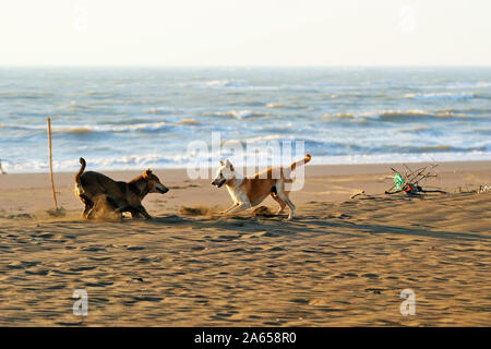 Hunde kämpfen, Velas Strand, Ratnagiri, Maharashtra, Indien Stockfoto