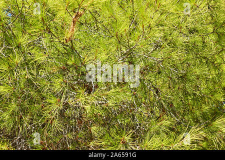 Krone von Zirbenholz (lat. Pinus pinea) mit langen Nadeln - grüne Nadelwälder Hintergrund Stockfoto