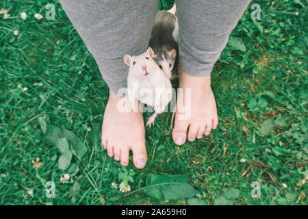 Zwei Haustier Ratten von einer Frau die Füße Stockfoto