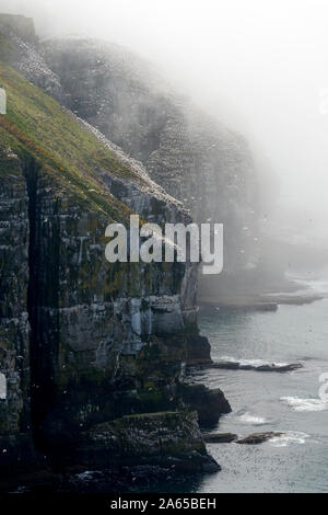 Cliff mit Vogel Kolonie Northern Gannet (Morus bassanus), ökologische Cape St. Mary's finden, Neufundland, Kanada Stockfoto