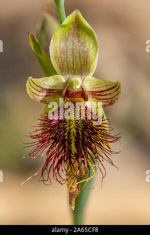 Calochilus paludosus, Red Beard - Orchidee Stockfoto