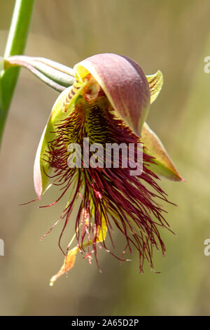 Calochilus paludosus, Red Beard - Orchidee Stockfoto