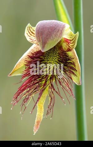 Calochilus paludosus, Red Beard - Orchidee Stockfoto