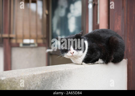 Eine schwarz-weiße Katze sitzt an einer Wand Stockfoto