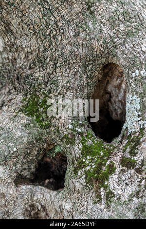 Die Rinde einer Olive Tree Trunk Stockfoto