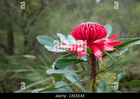 Leuchtend rote Waratah (Telopea speciosissima) Blüte im südlichen Blue Mountains, New South Wales, Australien fotografiert. Stockfoto