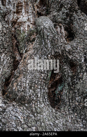 Die Rinde einer Olive Tree Trunk Stockfoto