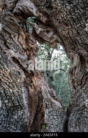 Die Rinde einer Olive Tree Trunk Stockfoto