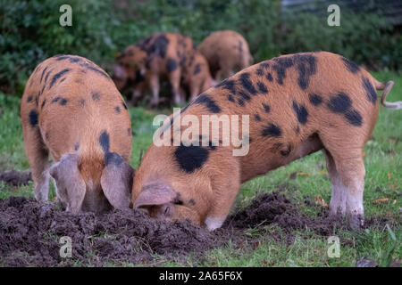Oxford Sandstrand und schwarzen Schweine suchen nach eicheln im New Forest, Großbritannien während der jährlichen pannage im Herbst. Eicheln sind giftig für andere Tiere. Stockfoto
