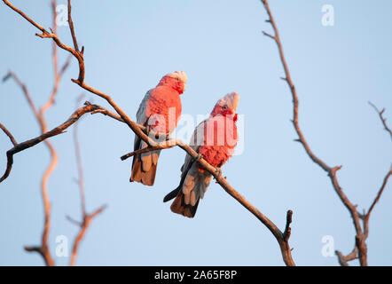 Rosakakadu (Eolophus Roseicapilla) Stockfoto