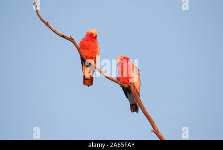 Rosakakadu (Eolophus Roseicapilla) Stockfoto