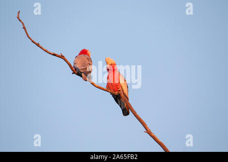 Rosakakadu (Eolophus Roseicapilla) Stockfoto