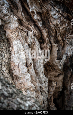 Die Rinde einer Olive Tree Trunk Stockfoto