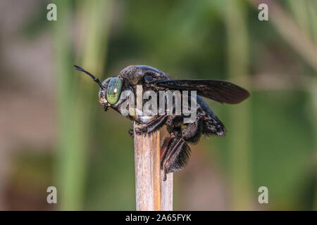 Eine tropische Carpenter Bee, Xylocopa latipes, von Familie Apidae ruht auf einem toten Baumstumpf Stockfoto
