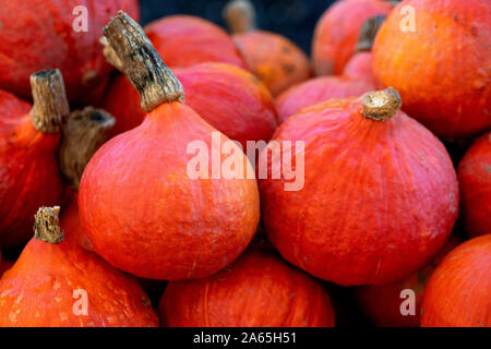 Red kuri Squash als Zwiebel, Kürbis, in selektiven Fokus Schuß zu Anzeige Kopie Raum und Text Overlay bezeichnet Stockfoto