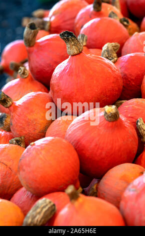 Red kuri Squash als Zwiebel Kürbis bekannt, Schuß vertikal im selektiven Fokus auf Anzeige Kopie Raum und Text-overlay Stockfoto