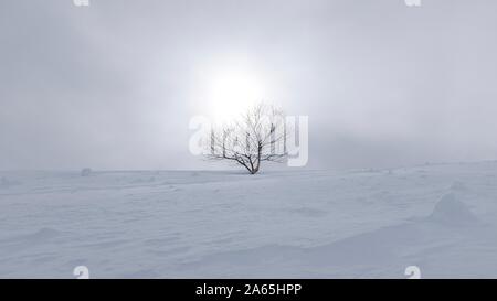 Birke wächst auf dem Schnee in einer nebligen Tag mit Sonne hinter Stockfoto