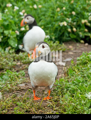 Papageitaucher (Fratercula arctica) in der Nähe der Eingang in ihre Unterschlüpfe. Farne Islands, Northumberland Stockfoto