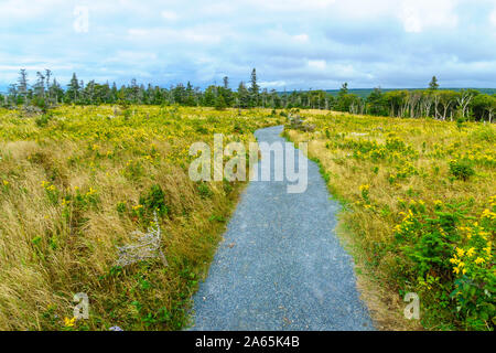 Blick auf die Skyline Trail, im Cape Breton Highlands National Park, Nova Scotia, Kanada Stockfoto