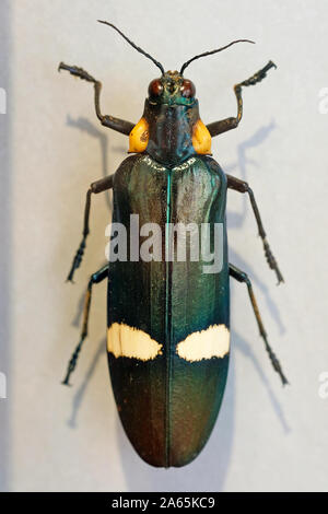 Chrysochroa ocellata ist ein Edelstein Käfer oder ein Metall Holz - langweilig Buprestidae Käfer der Familie. Große grüne Käfer Draufsicht, Malaysia. megaloxantha b Stockfoto