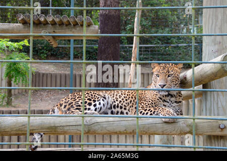 Sri Lanka Leopard (Panthera pardus kotiya) im Zoo von Palmyre (Südwesten Frankreichs). Stockfoto