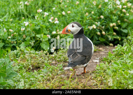 Papageitaucher (Fratercula arctica) in der Nähe der Eingang in die Höhle. Farne Islands, Northumberland Stockfoto