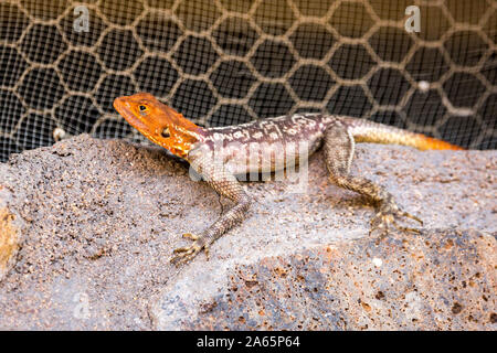 Nahaufnahme eines Rothaarige agama an einer Wand, Namibia, Afrika Stockfoto