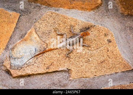 Rothaarige agama an einer Wand, Namibia, Afrika Stockfoto