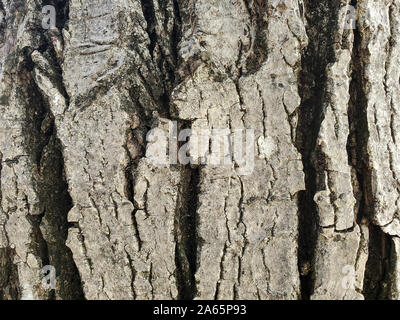 Wild gealtert Walnuss Baum Rinde Textur, Holz Natur wallpaper Pattern Stockfoto