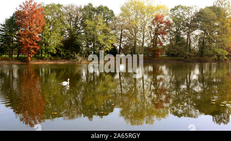 23 Oktober 2020, Sachsen-Anhalt Wörlitz: Autumnally farbige Bäume spiegeln sich in den See im Wörlitzer Park, auf dem ein Schwan schwimmt. Der Park gehört der Dessau-Wörlitzer Gartenreich, die von Fürst Leopold III. Friedrich Franz von Anhalt-Dessau von 1764 erstellt wurde (1740-1817) als ersten Landschaftspark im englischen Stil auf dem Festland. Im November 2000 die umfangreiche Dessau-Wörlitzer Gartenreich, dessen Kern ist der Wörlitzer Park, wurde von der Unesco als Weltkulturerbe anerkannt. Foto: Waltraud Grubitzsch/dpa-Zentralbild/dpa Stockfoto