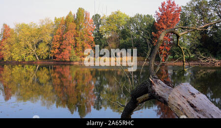 23 Oktober 2020, Sachsen-Anhalt Wörlitz: Autumnally farbige Bäume sind in der See im Wörlitzer Park wider. Die Dessau-Wörlitzer Gartenreich wurde von Fürst Leopold III. Friedrich Franz von Anhalt-Dessau (1740-1817) von 1764 als ersten Landschaftspark im englischen Stil auf dem europäischen Festland angelegt. Im November 2000 die umfangreiche Dessau-Wörlitzer Gartenreich, dessen Kern ist der Wörlitzer Park, wurde von der Unesco als Weltkulturerbe anerkannt. Foto: Waltraud Grubitzsch/dpa-Zentralbild/dpa Stockfoto