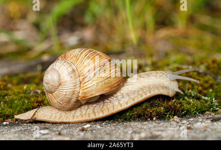 Weinbergschnecke, Helix pomatia, Kriechen auf Moss in der Nähe der Burgruine Ungru in Estland. Stockfoto