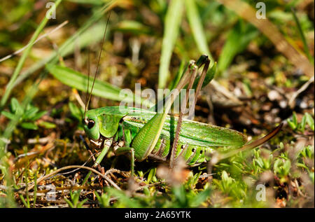 Weibliche Super Green Bush - Kricket, Tettigonia Viridissima, auf Gras im Saluvere, Matsalu Nationalpark in Estland. Stockfoto