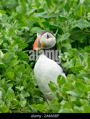 Papageitaucher (Fratercula arctica) in der Nähe der Eingang in die Höhle. Farne Islands, Northumberland Stockfoto