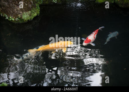 Goldenen und roten Karpfen Fisch im Wasser Stockfoto