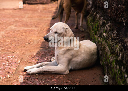 Ein Hund schläft auf dem Weg einer Festung in Sinquerim Beach Stockfoto