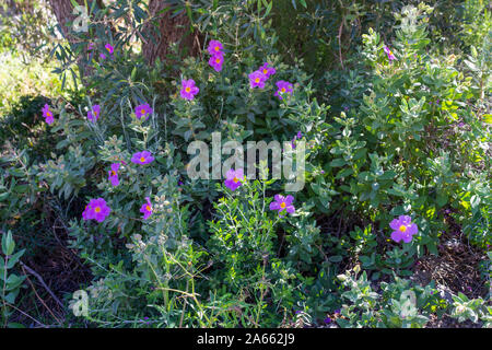 Cistus albidus, Graublättrige Cistus Stockfoto