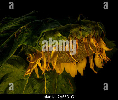 Sterbende welke Sonnenblume erinnert Der saddness und die Einsamkeit des Alters und welkes Liebe in Farbe Stockfoto