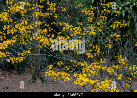 Blumen der gelben Trompete Blume, Handroanthus chrysotrichus, immer noch auf dem Baum, in der Natur. Diese Blume ist von einem semi-Evergreen, semi-Laub Stockfoto