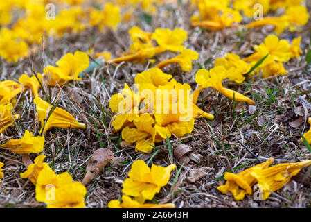 Grounde bedeckt mit Blumen des gelben Trompete Blume, Handroanthus chrysotrichus, a ist ein semi-Evergreen, semi-Laubbaum aus Brasilien, in der Nähe Stockfoto