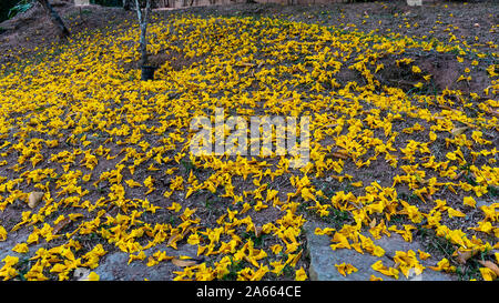 Grounde bedeckt mit Blumen des gelben Trompete Blume, Handroanthus chrysotrichus, a ist ein semi-Evergreen, semi-Laubbaum aus Brasilien Stockfoto