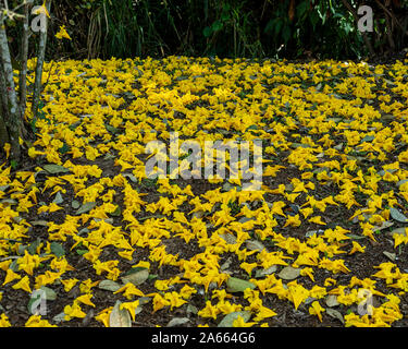 Grounde bedeckt mit Blumen des gelben Trompete Blume, Handroanthus chrysotrichus, a ist ein semi-Evergreen, semi-Laubbaum aus Brasilien Stockfoto