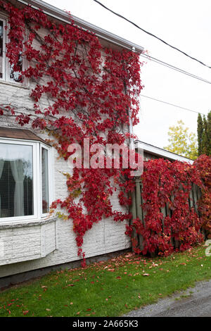 Rote Blätter decken ein Haus und Zaun im Herbst in Saguenay, Kanada Stockfoto