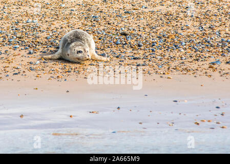 Baby Grau und Gemeinsame oder Seehunde (Phoca vitulina) am Strand von Blakeney Punkt Norfolk England England Stockfoto