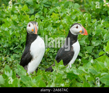 Papageitaucher (Fratercula arctica). Farne Islands, Northumberland Stockfoto