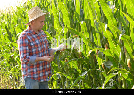 Bauer im Stroh Hut Inspektion Mais mit grüne Feld an Hintergrund Stockfoto