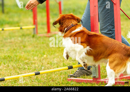 Ein junger australischer Schäferhund lernt in agility Training über Hindernisse zu springen. Stockfoto