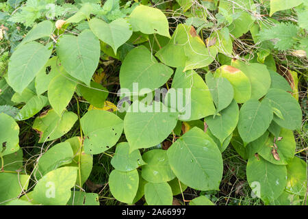 Japanischer Knöterich (Reynoutria japonica, Synonyme Fallopia japonica und Polygonum Cuspidatum), eine invasive Pflanze, Großbritannien Stockfoto