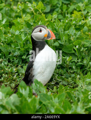 Papageitaucher (Fratercula arctica) in der Nähe der Eingang in die Höhle. Farne Islands, Northumberland Stockfoto