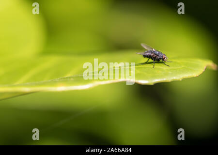 Auf grünes Blatt Fliegen. Blaue flasche fliege insekt Nahaufnahme. Selektiver Fokus mit copy-Platz. Flying House und Garten Bug stehend auf einem Lorbeerblatt. Makro natu Stockfoto